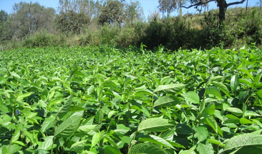 李景源:杜仲產業是富民強國的戰略新興產業